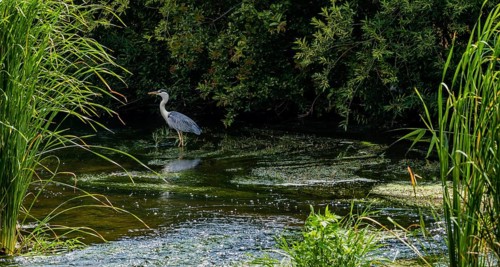 Little blue heron standing in a shallow river with green foliage in the background
