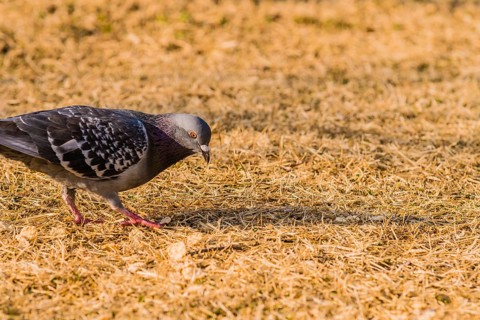 Close up of pigeon on the ground looking for food in dry brown grass
