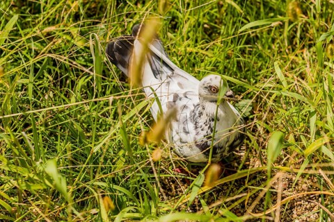 White rock pigeon hunting for food in tall grass on sunny afternoon