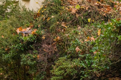 Oriental turtledove perched on cotoneaster berry bush