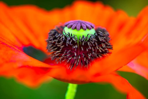 Red flower with pistil of the Turkish poppy (Palaver orientale), Botanical Garden, Munich, Upper