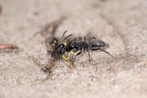 Horse ant (Camponotus sp), transporting its prey, Valais, Switzerland, Europe