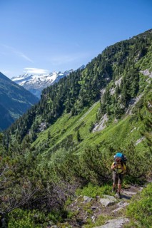 Mountaineer on hiking trail through mountain pines, Berliner Hoehenweg, behind summit Grosser