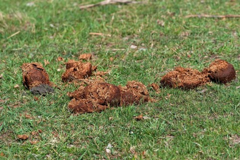 Elephant dung, faeces, excretion, elephant, Namibia, Africa