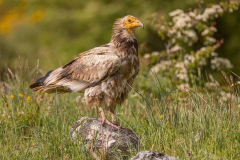Juvenile Egyptian Vulture (Neophron percnopterus), Castilla y Leon province, Picos de Europa,