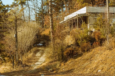 Old abandoned white building next to a disused piece of road surrounded by bushes, trees and old