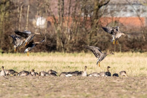 Bean Geese (Anser fabalis), Emsland, Lower Saxony, Germany, Europe
