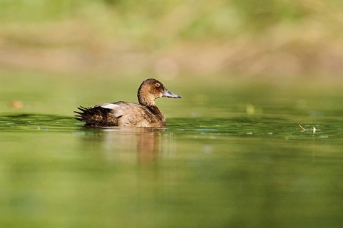 Common pochard (Aythya ferina) swimming on a lake, Bavaria, Germany, Europe