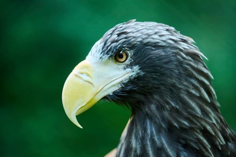 Steller's sea eagle (Haliaeetus pelagicus) portrait, captive, Germany, Europe