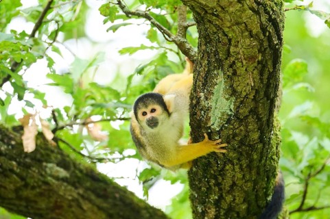 Black-capped squirrel monkey (Saimiri boliviensis) climbing in a tree, Germany, Europe