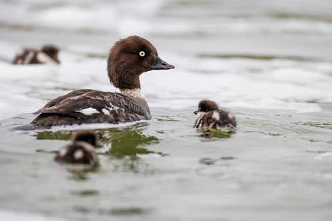 Barrow's goldeneye (Bucephala islandica), female with chicks, young birds, Laxa River, Lake Myvatn,