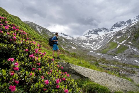 Mountaineers on a hiking trail between blooming alpine roses, view of the Schlegeisgrund valley,