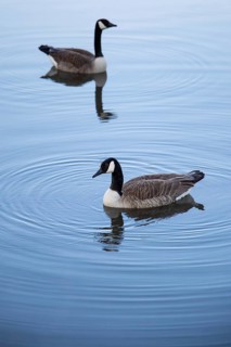 A pair of Canada geese on a smooth water surface, Lake Kemnader, Ruhr area, North Rhine-Westphalia,