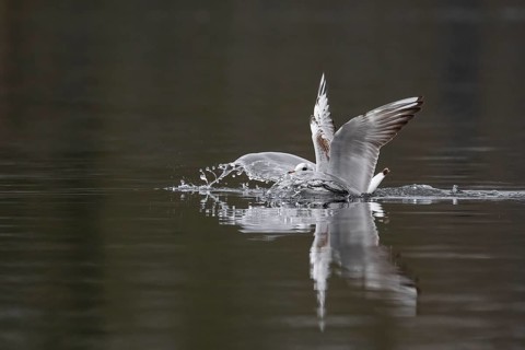 A black-headed gull making a belly landing, Lake Kemnader, Ruhr area, North Rhine-Westphalia,