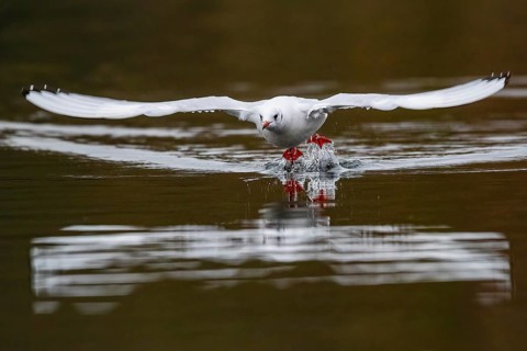 A black-headed gull in flight, Lake Kemnader, Ruhr area, North Rhine-Westphalia, Germany, Europe