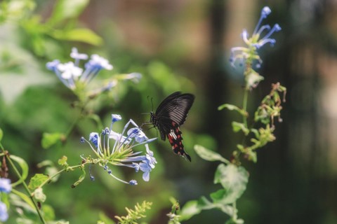 A butterfly with red and black dots on a flower, Krefeld Zoo, Krefeld, North Rhine-Westphalia,
