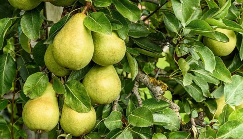 Ripe pears (Pyrus communis) of the Conference variety hanging on a tree, Canton Thurgau,