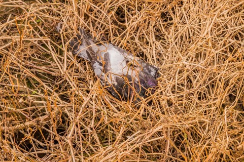 Carcass of a dead fish laying in brown grass