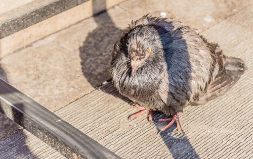 Single pigeon standing under a table with the bottom crossbar visible and the sun casting a shadow
