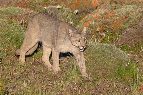 Cougar (Cougar concolor), silver lion, mountain lion, cougar, panther, small cat, Torres del Paine
