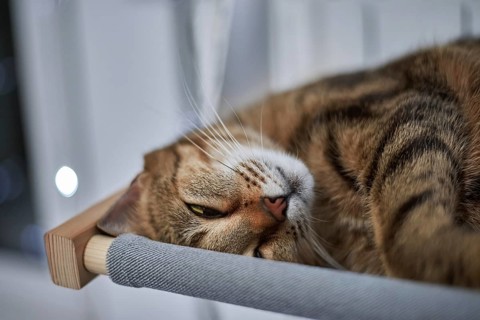 Image of a purebred Bengal cat lying on a hammock attached to a heater. Pet care concept. Mixed