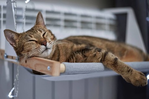 Image of a purebred Bengal cat lying on a hammock attached to a heater. Pet care concept. Mixed