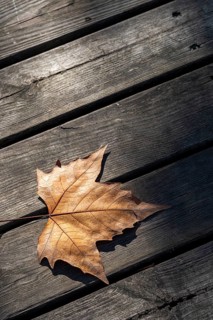 Autumn leaf seen from above on a rustic wooden slats background
