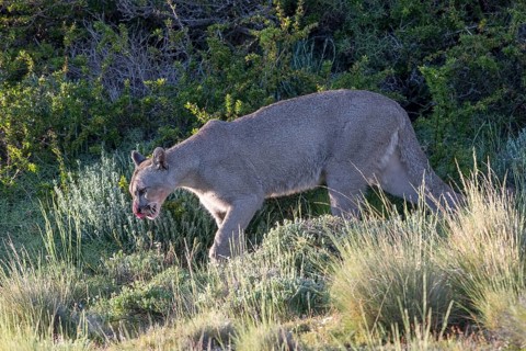Cougar (Cougar concolor), silver lion, mountain lion, cougar, panther, small cat, Torres del Paine
