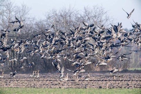 Bean geese (Anser fabalis), flying up, Emsland, Lower Saxony, Germany, Europe