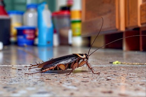 A cockroach (Blattodea) explores the tiled floor of a kitchen, AI generated, AI generated