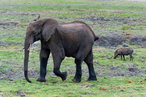 Walking elephant (Loxodonta africana) and warthog, safari, animal observation, steppe in Chobe