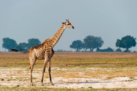 Angolan giraffe (Giraffa angolensis), animal, ungulate, travel, destination, safari, steppe,