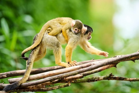 Black-capped squirrel monkey (Saimiri boliviensis) mother with he youngster, Germany, Europe