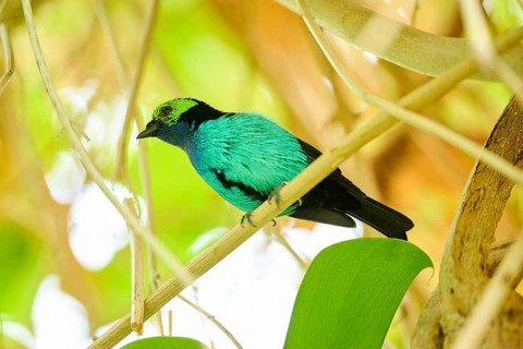 Paradise tanager (Tangara chilensis) sitting on a branch, Bavaria, Germany, Europe
