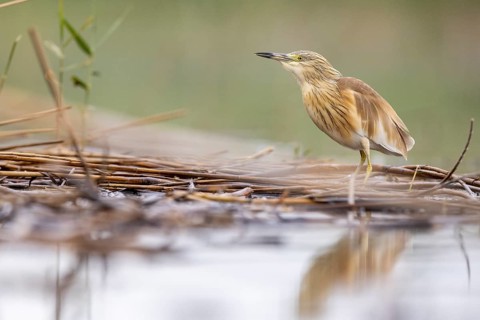 Squacco heron (Ardeola ralloides), at the edge of a reed bed, El Taray wetland, Castilla-La Mancha,
