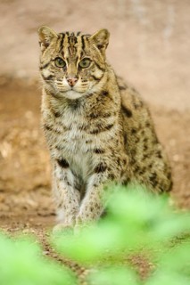 Fishing cat (Prionailurus viverrinus) sitting on the ground, Germany, Europe