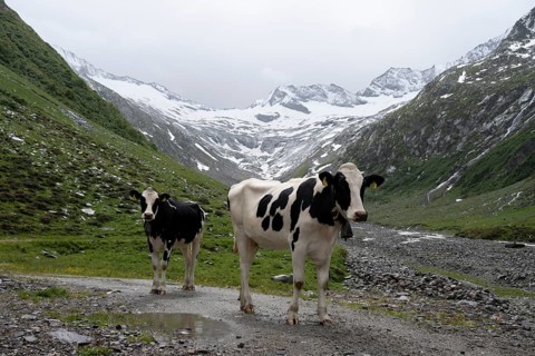 Cows on the alpine meadow, Schlegeisgrund valley, glaciated mountain peaks Hoher Weiszint and