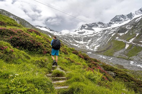 Mountaineers on a hiking trail between blooming alpine roses, view of the Schlegeisgrund valley,
