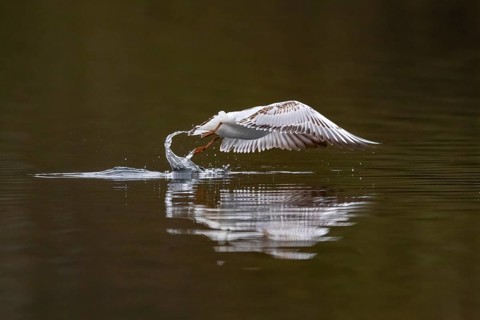 A Black-headed Black-headed Gull at take-off, Lake Kemnader, Ruhr area, North Rhine-Westphalia,