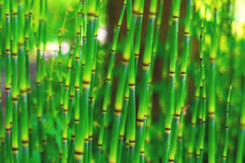A peaceful bamboo forest with focus on green bamboo stems and blurred background, Botanical Garden,