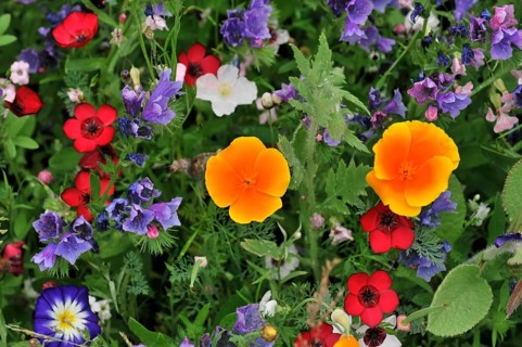 Colourful flower meadow, Schwaebisch Gmuend, Baden-Wuerttemberg, Germany, Europe