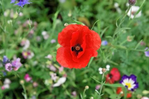 Colourful flower meadow, Schwaebisch Gmuend, Baden-Wuerttemberg, Germany, Europe
