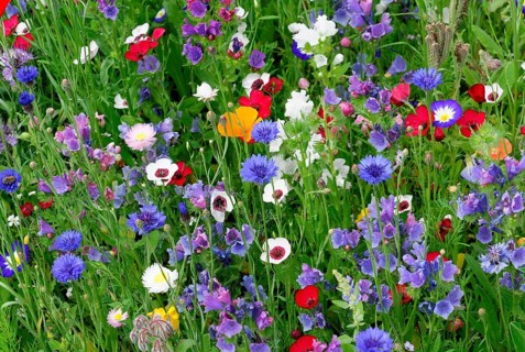 Cornflowers (Centaurea cyanus), yarrow (Achillea), mallow (Malva), yellow daisies (Leucanthemum),