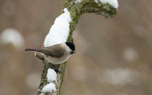 Marsh tit (Poecile palustris), snow, Lower Austria