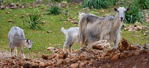 Goats (caprae) standing on rocks in a natural landscape with grass cover, Aradena Gorge, Aradena,