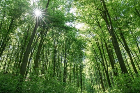 European beech forest, common beeches (Fagus sylvatica) in spring, Sonnenstern, Thuringia, Germany,