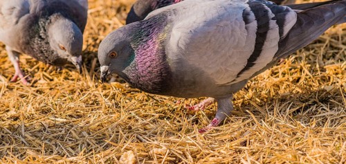Close up of pigeon on the ground looking for food in dry brown grass