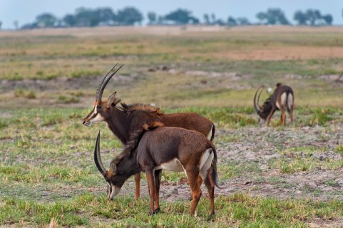 Sable antilope (Hippotragus niger), safari, travel, wildlife, wildlife, wilderness, Chobe National