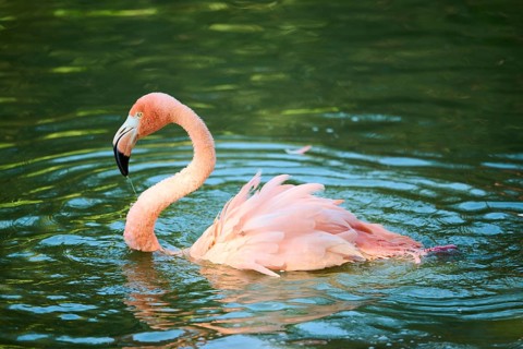 Chilean flamingo (Phoenicopterus chilensis) in the water, Bavaria, Germany, Europe