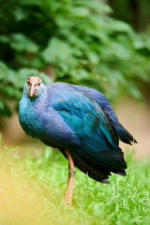 Western swamphen (Porphyrio porphyrio) on a meadow, Bavaria, Germany, Europe